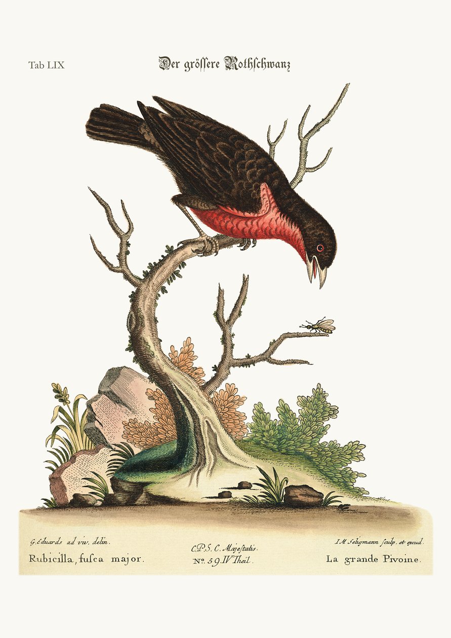 Den større bullfinch, 1749-73 af George Edwards