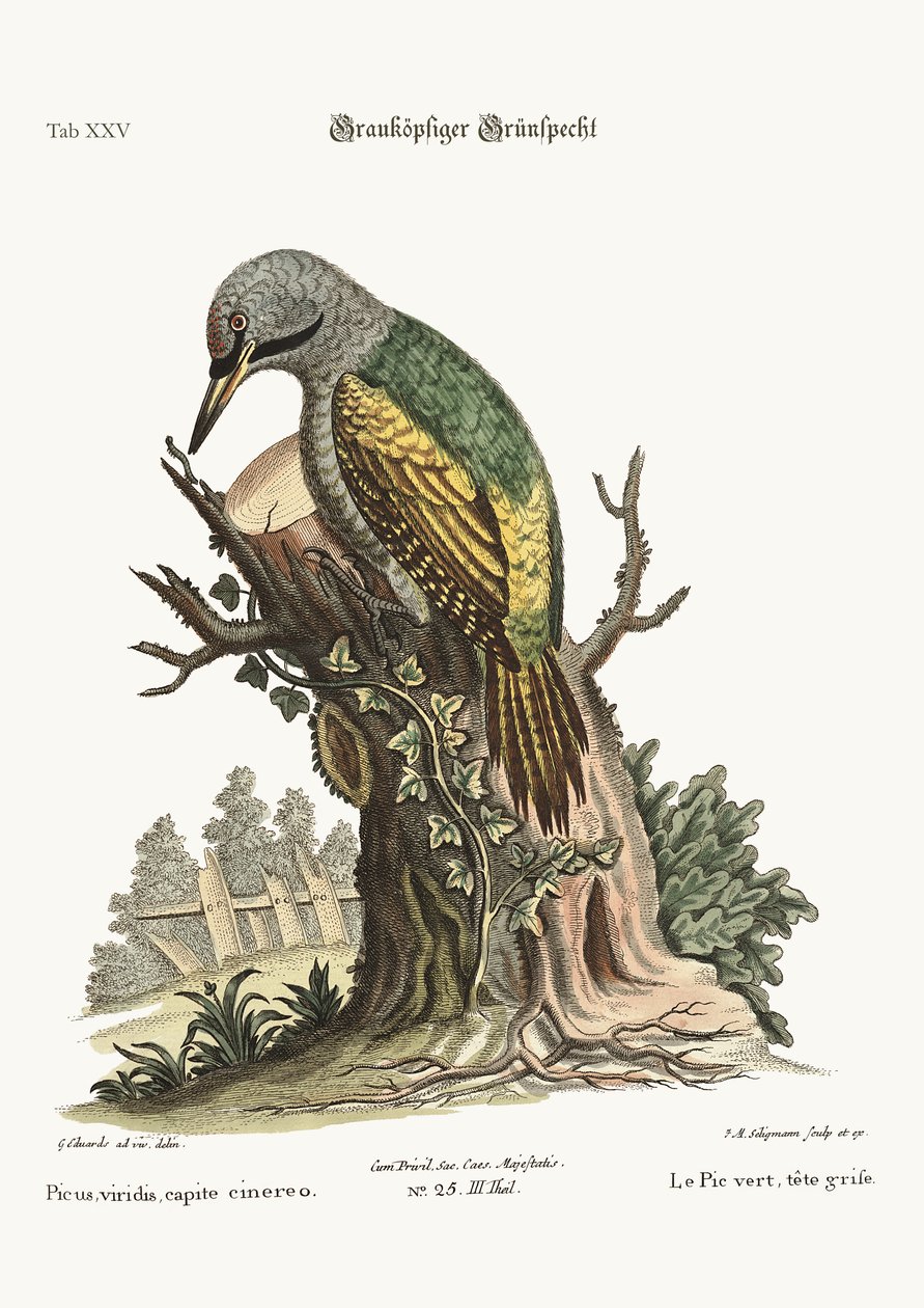 Den gråhovedede grønne spætte, 1749-73 af George Edwards