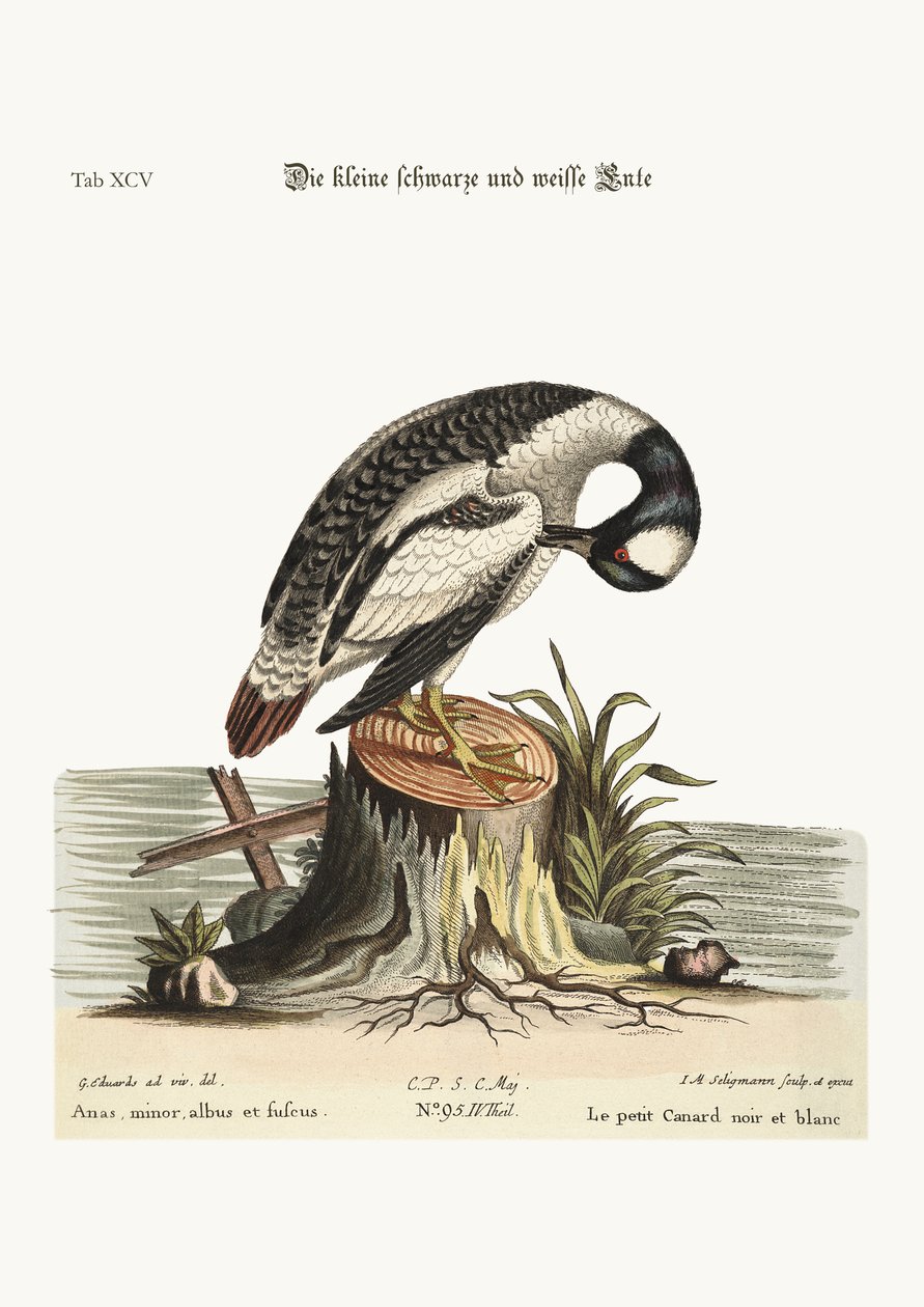 Den lille sorte og hvide and, 1749-73 af George Edwards
