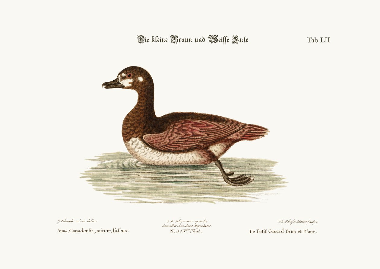 Den lille brune og hvide and, 1749-73 af George Edwards
