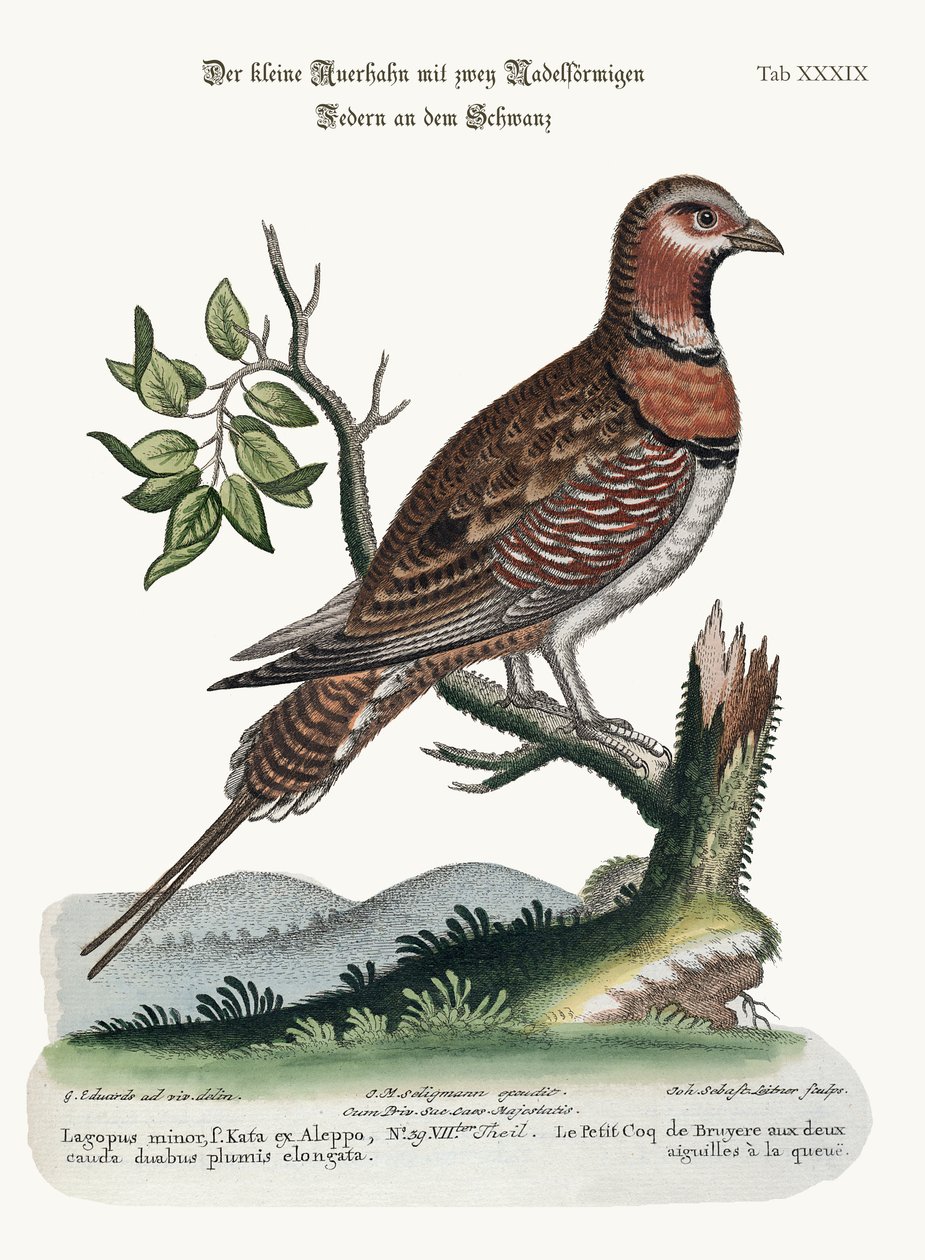 Den lille pin-tailed Grous, 1749-73 af George Edwards