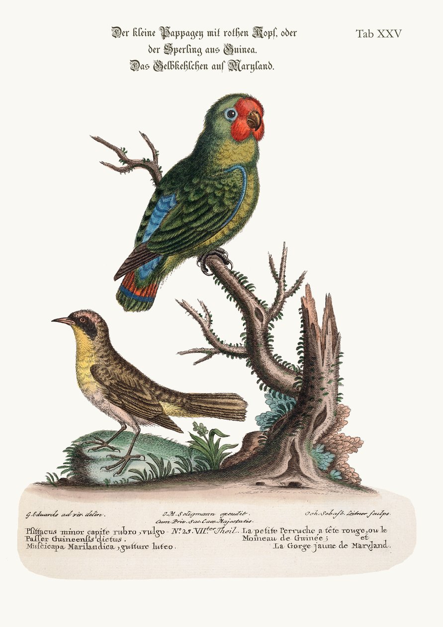 Den lille rødhovedede papegøje eller Guiney Sparrow og Maryland Yellow-Throat, 1749-73 af George Edwards