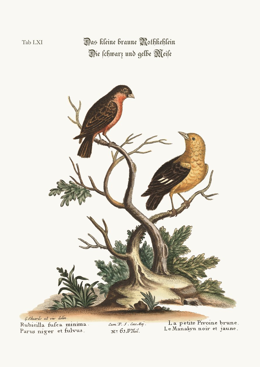 Den lille brune Dompap. Den sorte og gule Manakyn, 1749-1773 af George Edwards