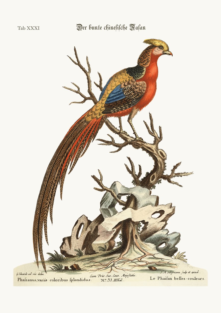 Den malede fasan fra Kina, 1749-73 af George Edwards