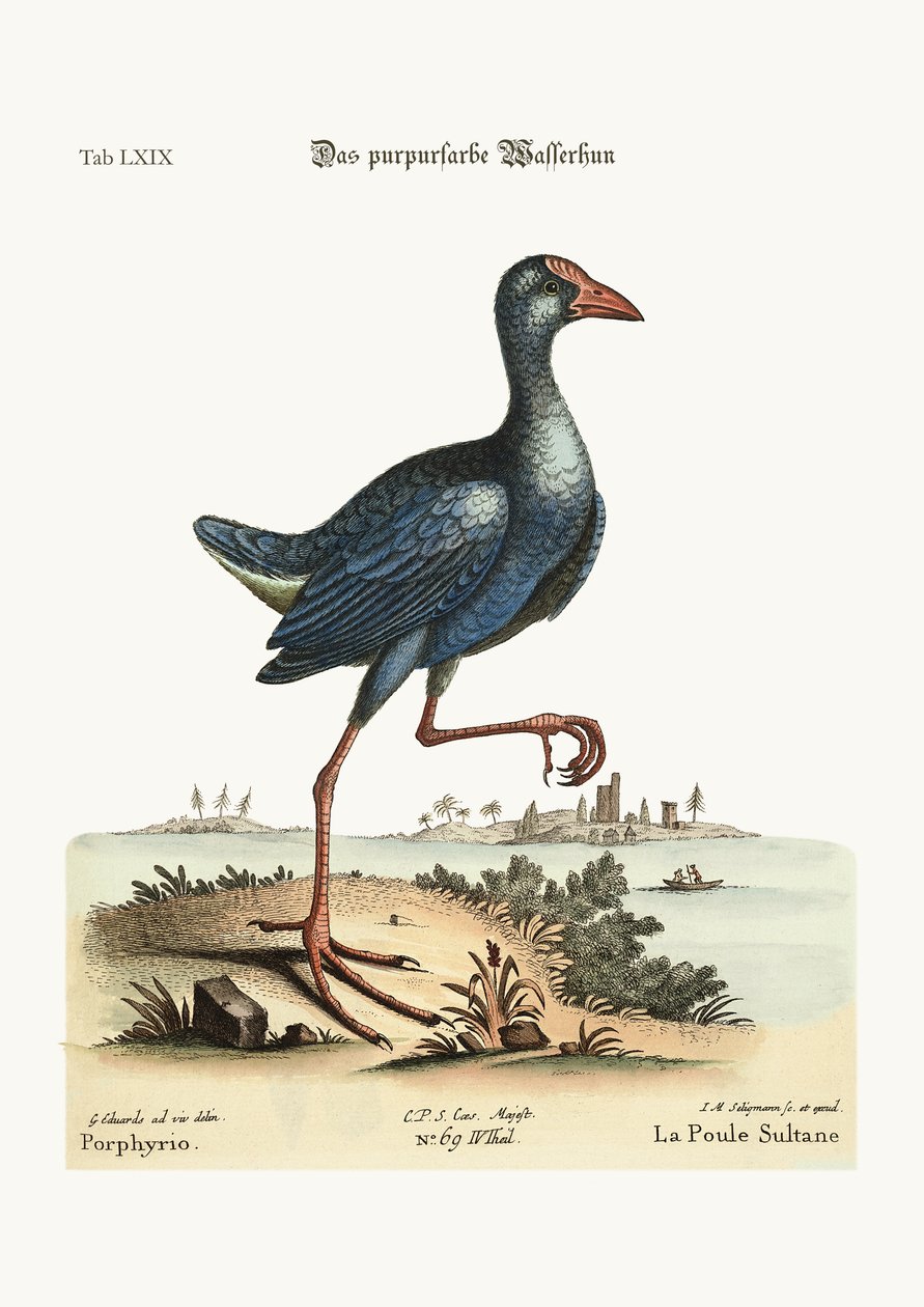 Den lilla vandhøne, 1749-73 farvet gravering af George Edwards