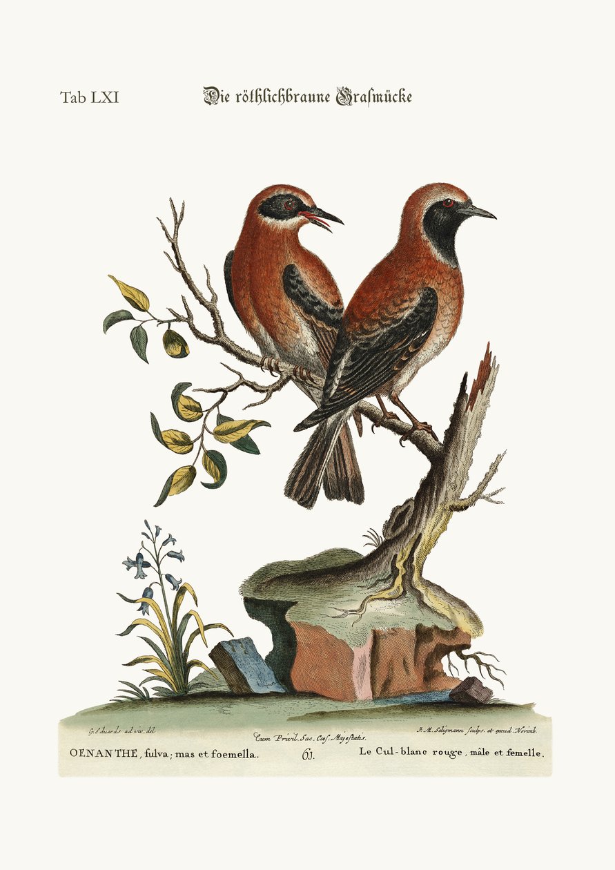 Det røde eller rødbrune hvedeøre, 1749-73 af George Edwards