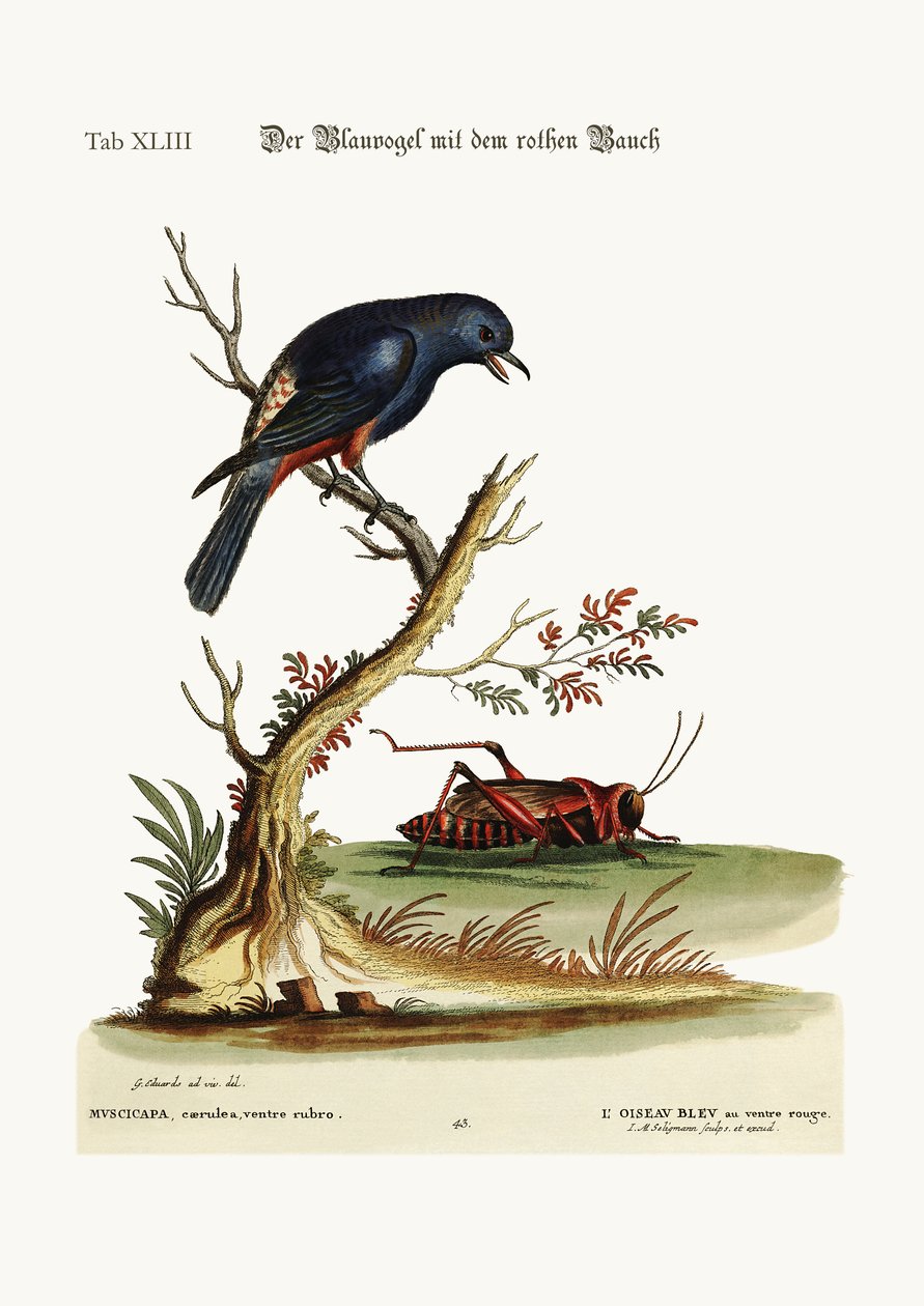Den rødbuede blåfugl, 1749-73 af George Edwards