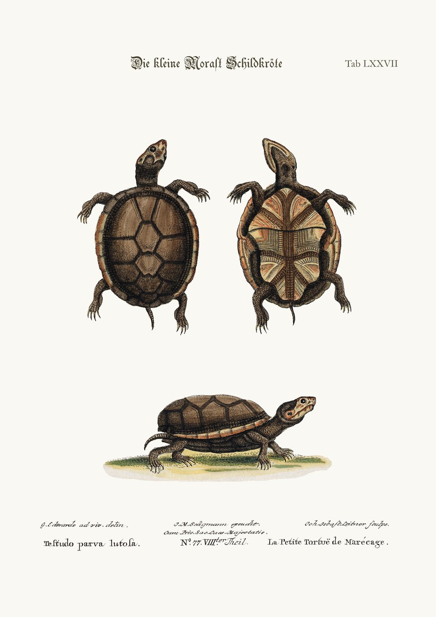 Den lille mudderskildpadde, 1749-73 af George Edwards