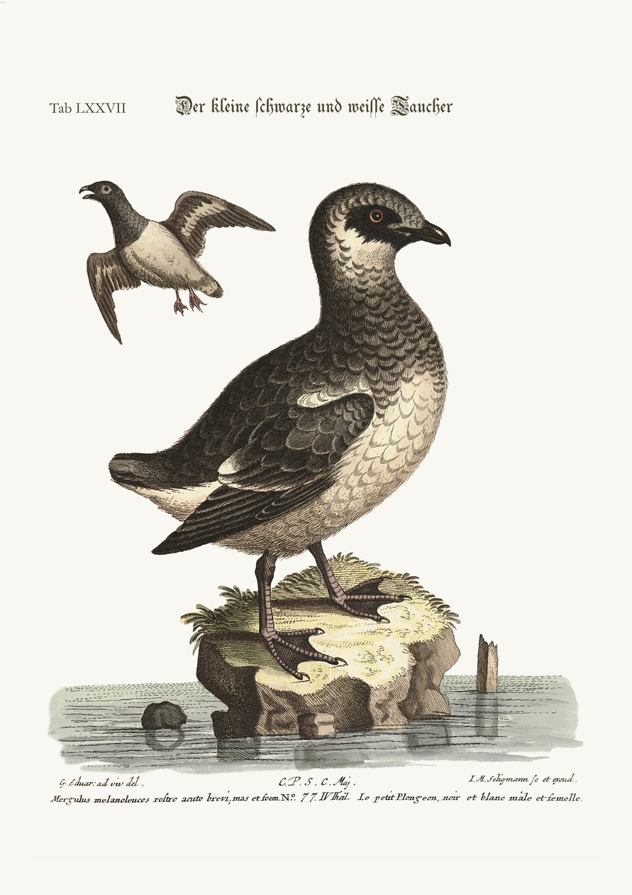 De små sorte og hvide dykkere, 1749-73 af George Edwards
