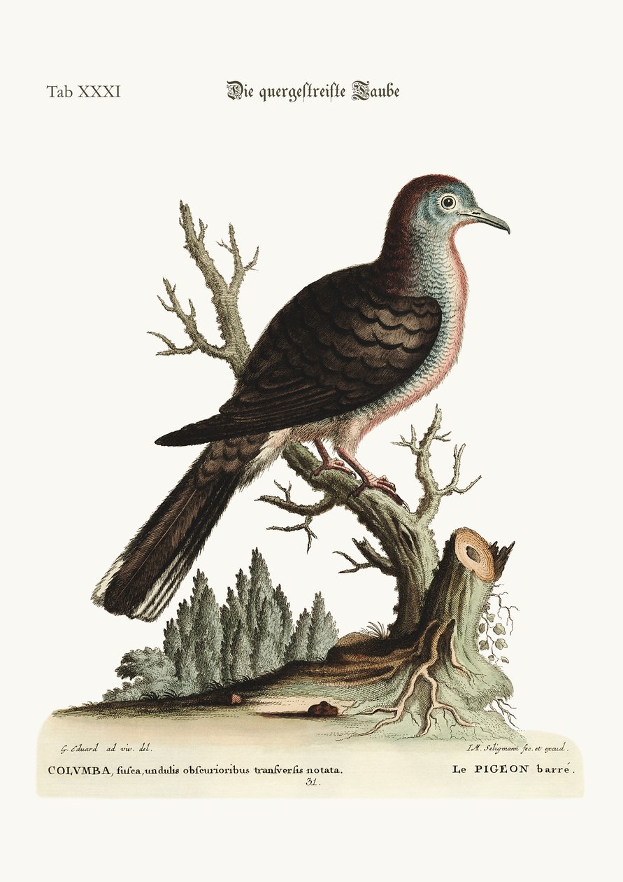 Den tværgående stribe eller blottede Due, 1749-73 af George Edwards