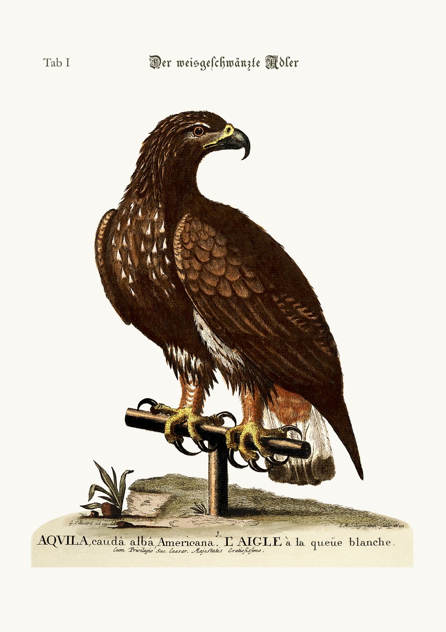 Havørnen, 1749-73 af George Edwards