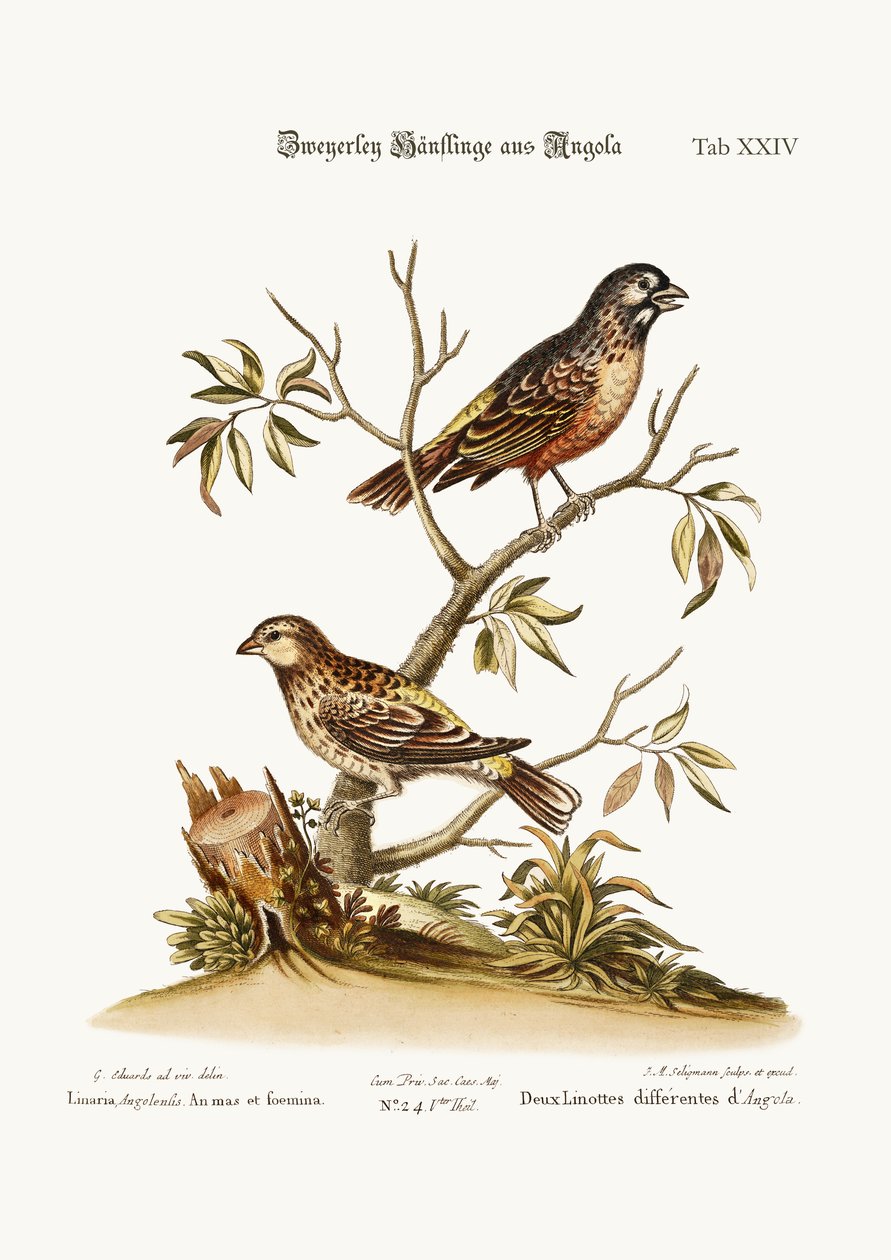 To slags Linneter fra Angola, 1749-73 af George Edwards