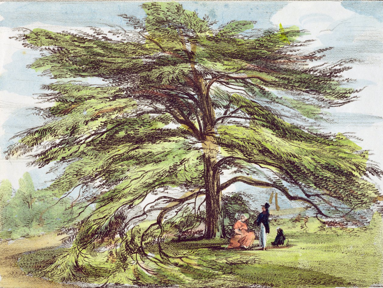 The Lebanon Cedar Tree in the Arboretum, Kew Gardens, plade 21 fra 