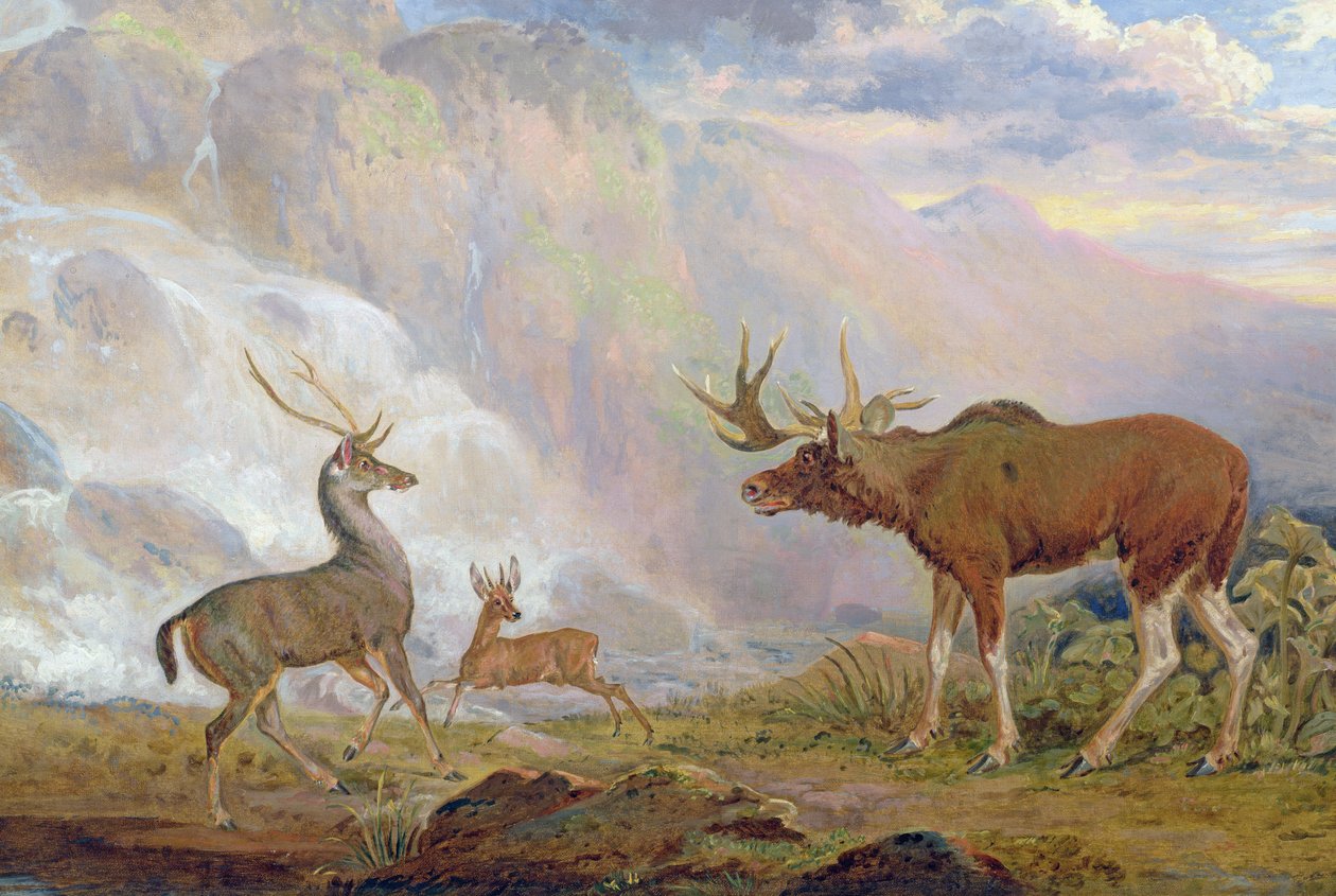 Jarlen af Orfords elg fra Norge. antilope fra Afrika og kronhjort fra Prinsens ø af George Garrard