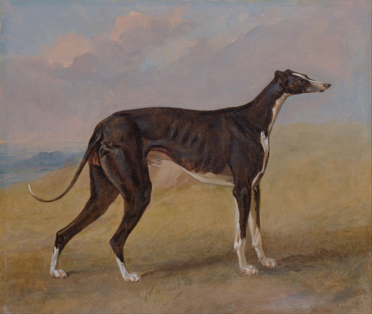 Turk, en mynde, George Lane Fox 