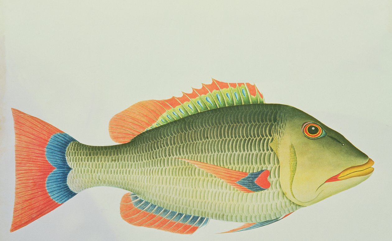 En snapper fra Norfolk Island, i det sydlige Stillehav, 1790 (wc) af George Raper