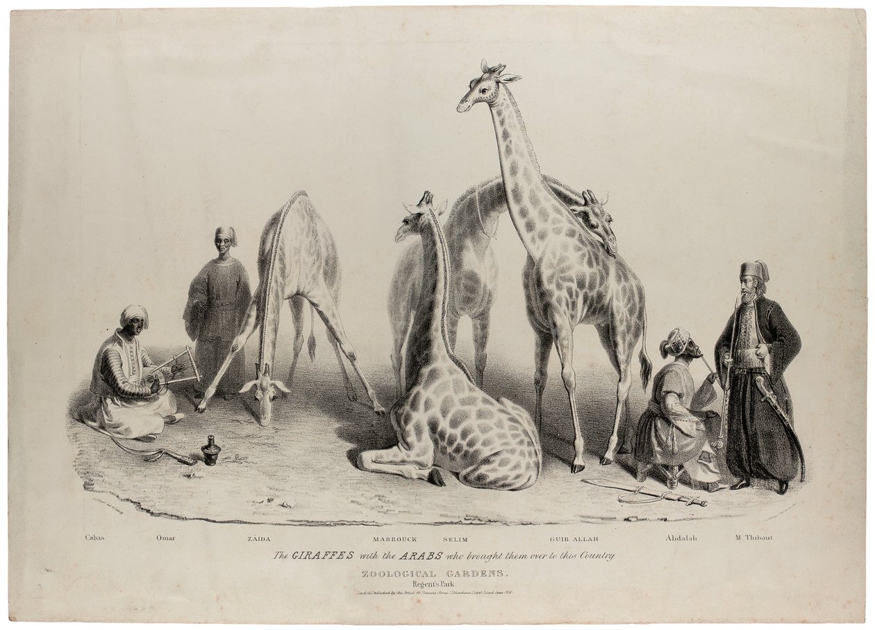 Girafferne med araberne, der bragte dem over til dette land, Zoological Gardens, Regents Park, London, juni 1836, litografi af Charles Hullmandel (1789-1850) af George Snr Scharf