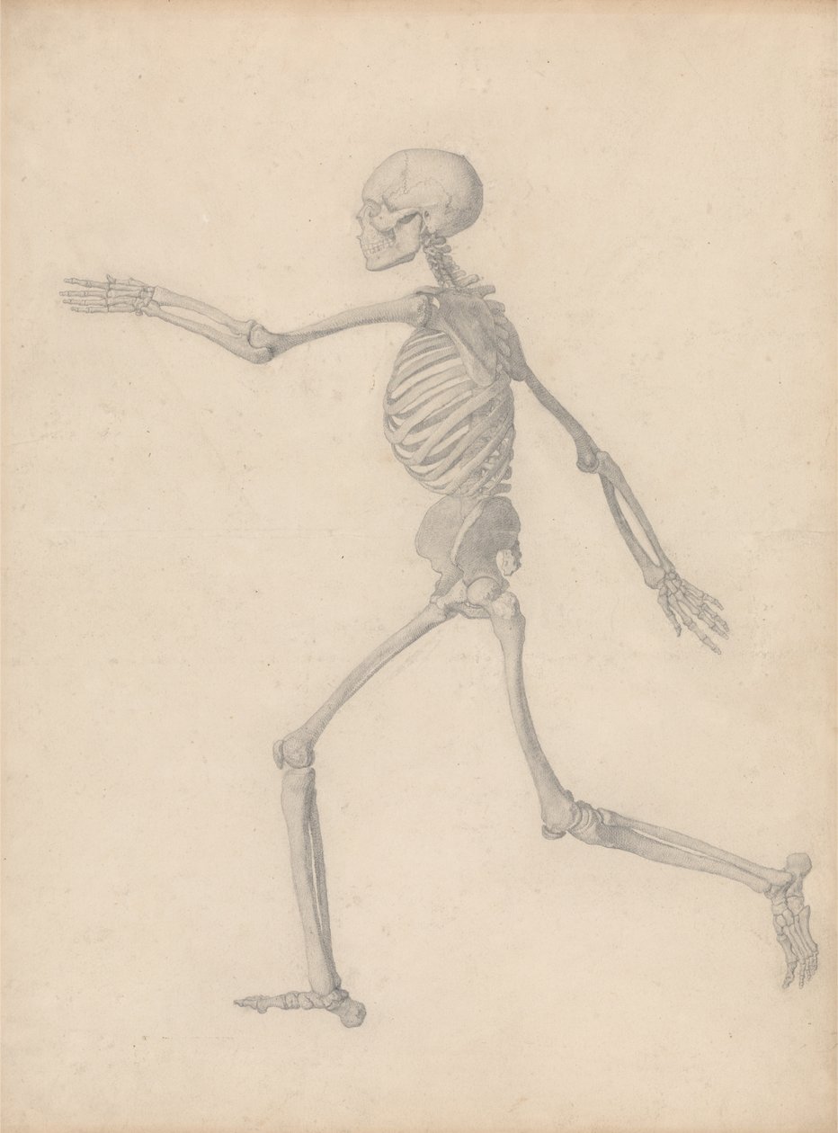 En komparativ anatomisk fremstilling af menneskekroppens struktur med en tigers og en almindelig høns: Menneskeskelet, sidevisning (tæt på den afsluttende undersøgelse til tabel III, men adskiller sig i detaljer) af George Stubbs