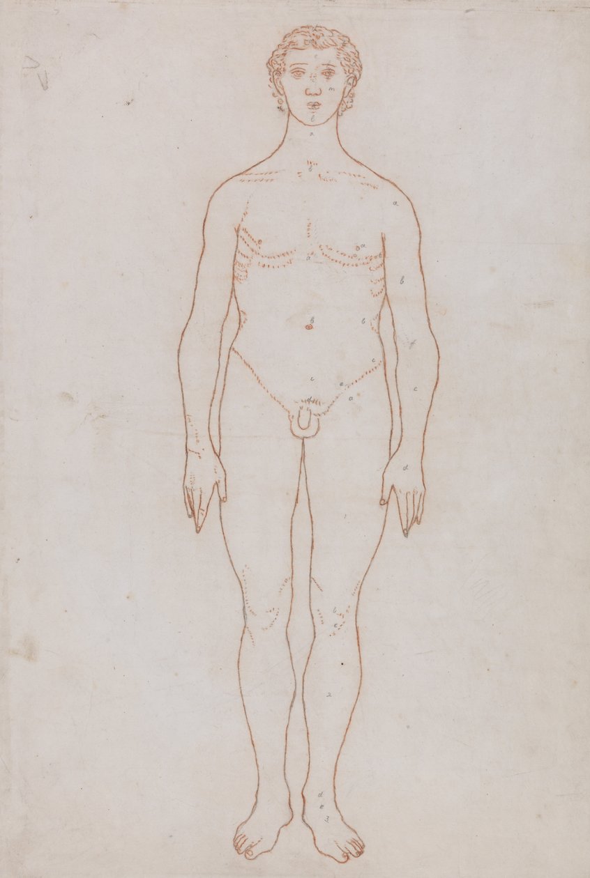 En komparativ anatomisk fremstilling af menneskekroppens struktur med en tigers og en ... af George Stubbs