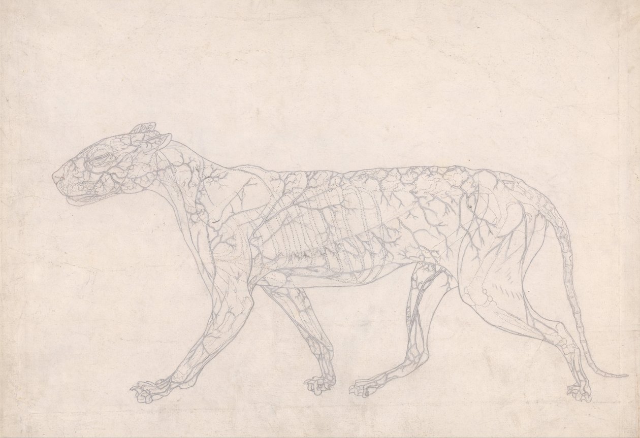 En komparativ anatomisk fremstilling af menneskekroppens struktur med en tigers og en ... af George Stubbs