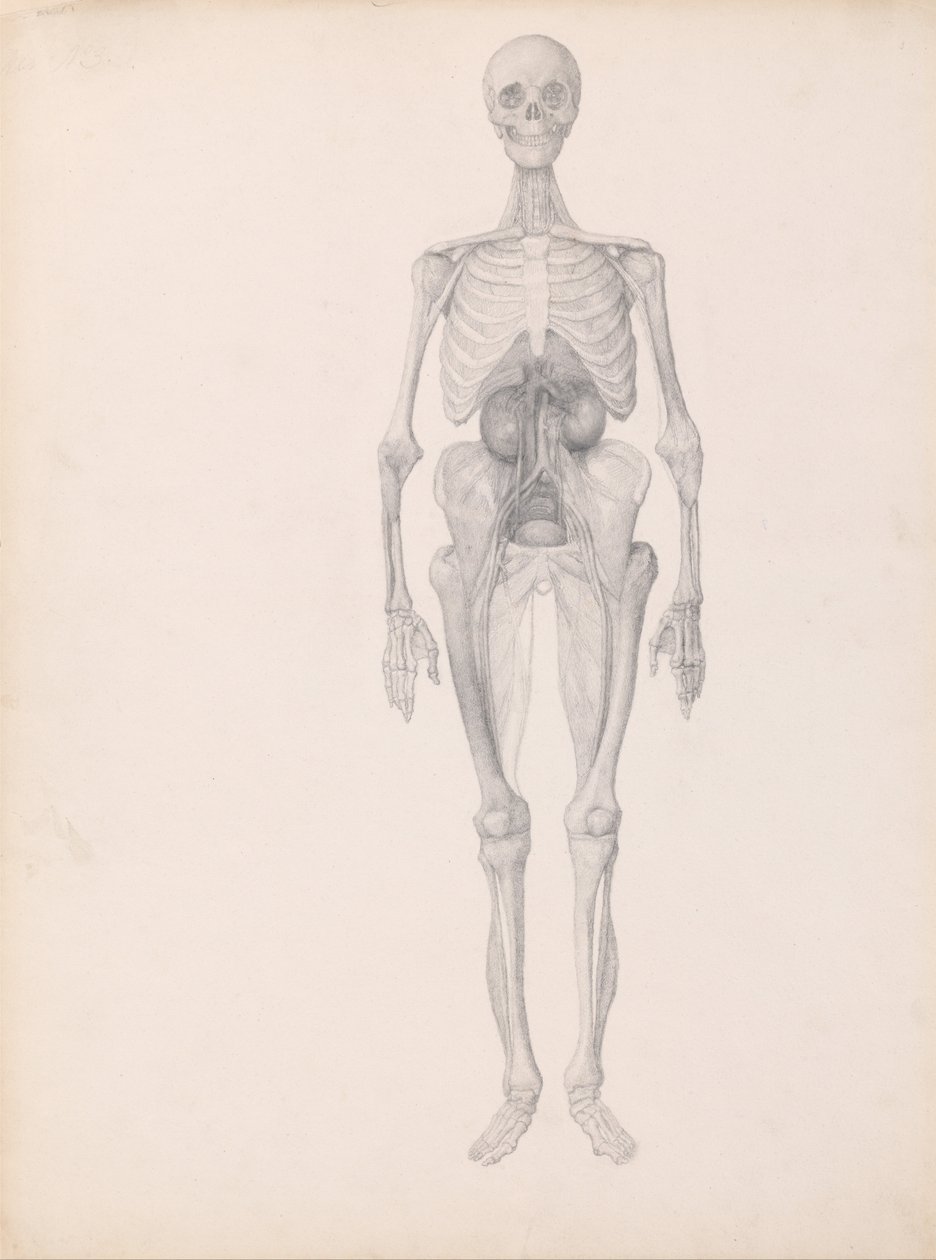 En komparativ anatomisk fremstilling af menneskekroppens struktur med en tigers og en ... af George Stubbs