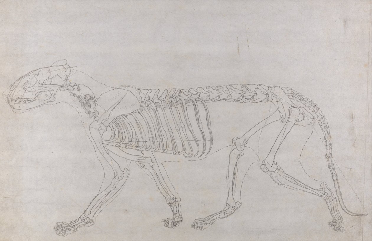 En komparativ anatomisk fremstilling af menneskekroppens struktur med en tigers og en ... af George Stubbs