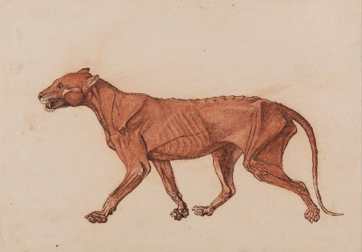 En komparativ anatomisk fremstilling af menneskekroppens struktur med en tigers og en ... af George Stubbs