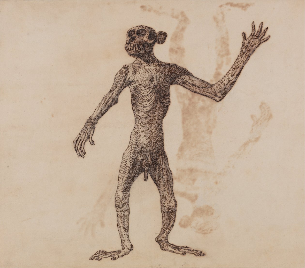 En komparativ anatomisk fremstilling af menneskekroppens struktur med en tigers og en ... af George Stubbs