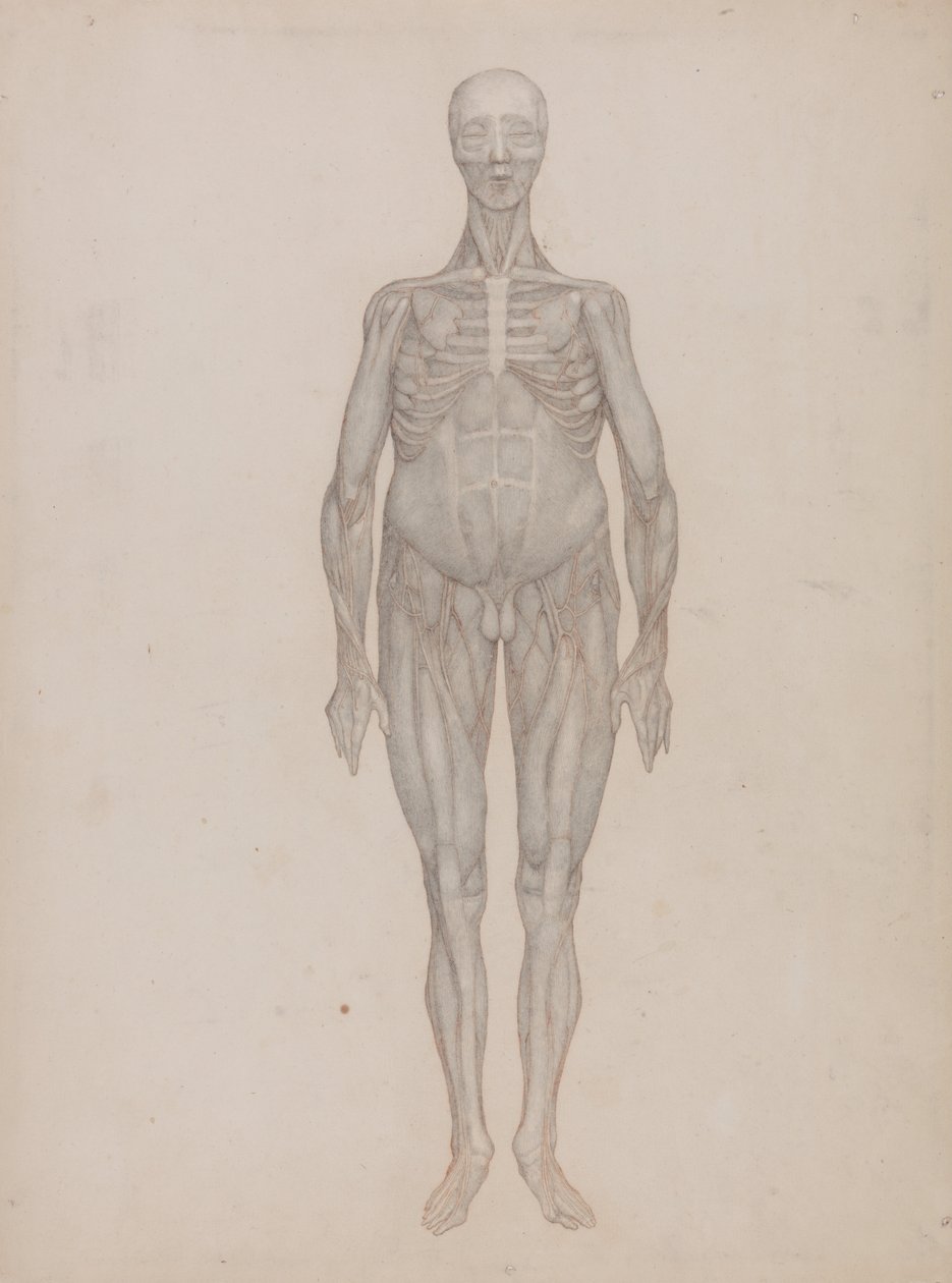 En komparativ anatomisk fremstilling af menneskekroppens struktur med en tigers og en ... af George Stubbs