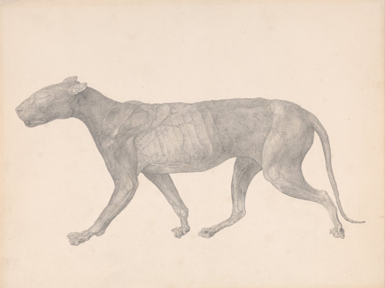 En komparativ anatomisk fremstilling af menneskekroppens struktur med en tigers og en ... af George Stubbs