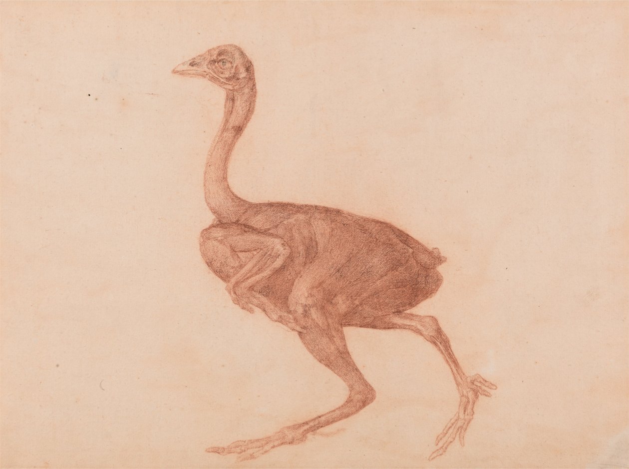 En komparativ anatomisk fremstilling af menneskekroppens struktur med en tigers og en ... af George Stubbs