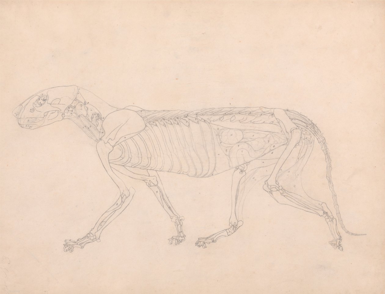 En komparativ anatomisk fremstilling af menneskekroppens struktur med en tigers og en ... af George Stubbs