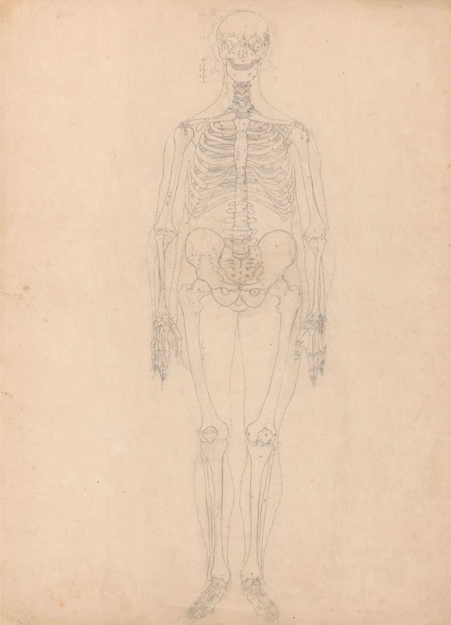 En komparativ anatomisk fremstilling af menneskekroppens struktur med en tigers og en ... af George Stubbs