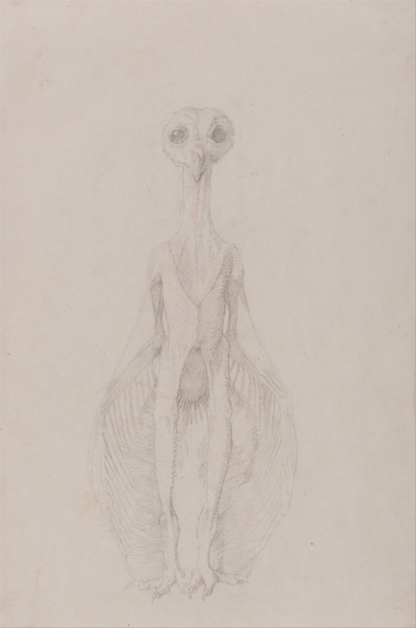 En komparativ anatomisk fremstilling af menneskekroppens struktur med en tigers og en ... af George Stubbs