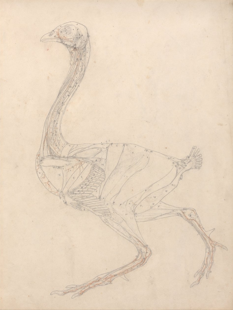 En komparativ anatomisk fremstilling af menneskekroppens struktur med en tigers og en ... af George Stubbs