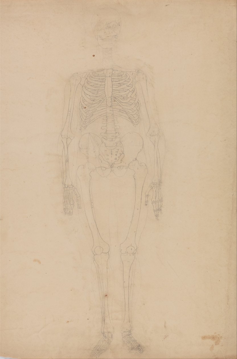 En komparativ anatomisk fremstilling af menneskekroppens struktur med en tigers og en ... af George Stubbs