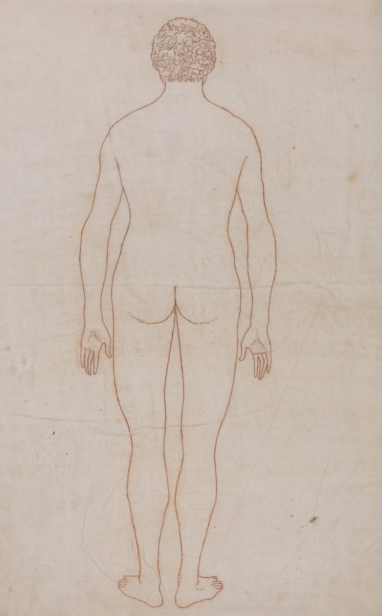 En komparativ anatomisk fremstilling af menneskekroppens struktur med en tigers og en ... af George Stubbs
