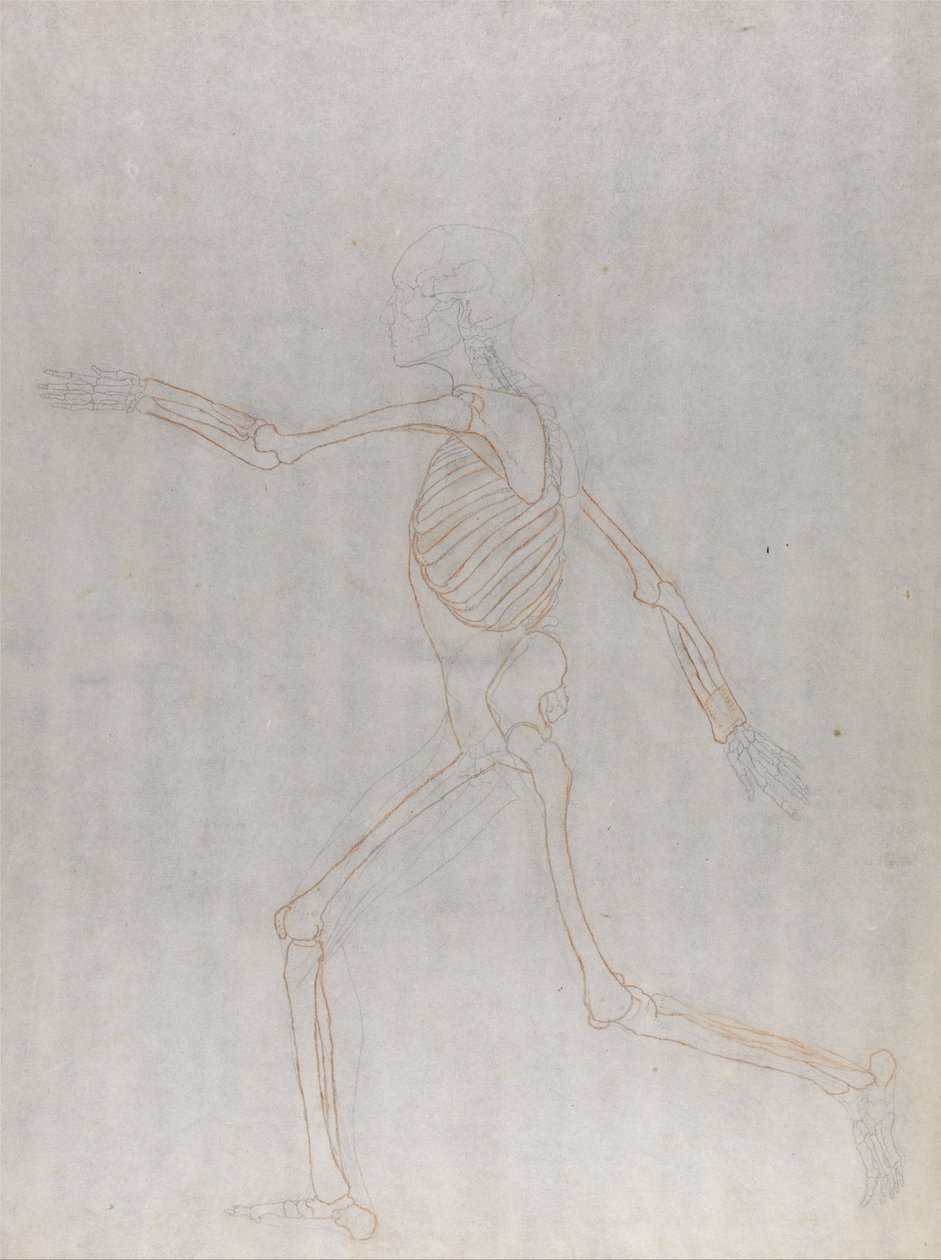 En komparativ anatomisk fremstilling af menneskekroppens struktur med en tigers og en ... af George Stubbs