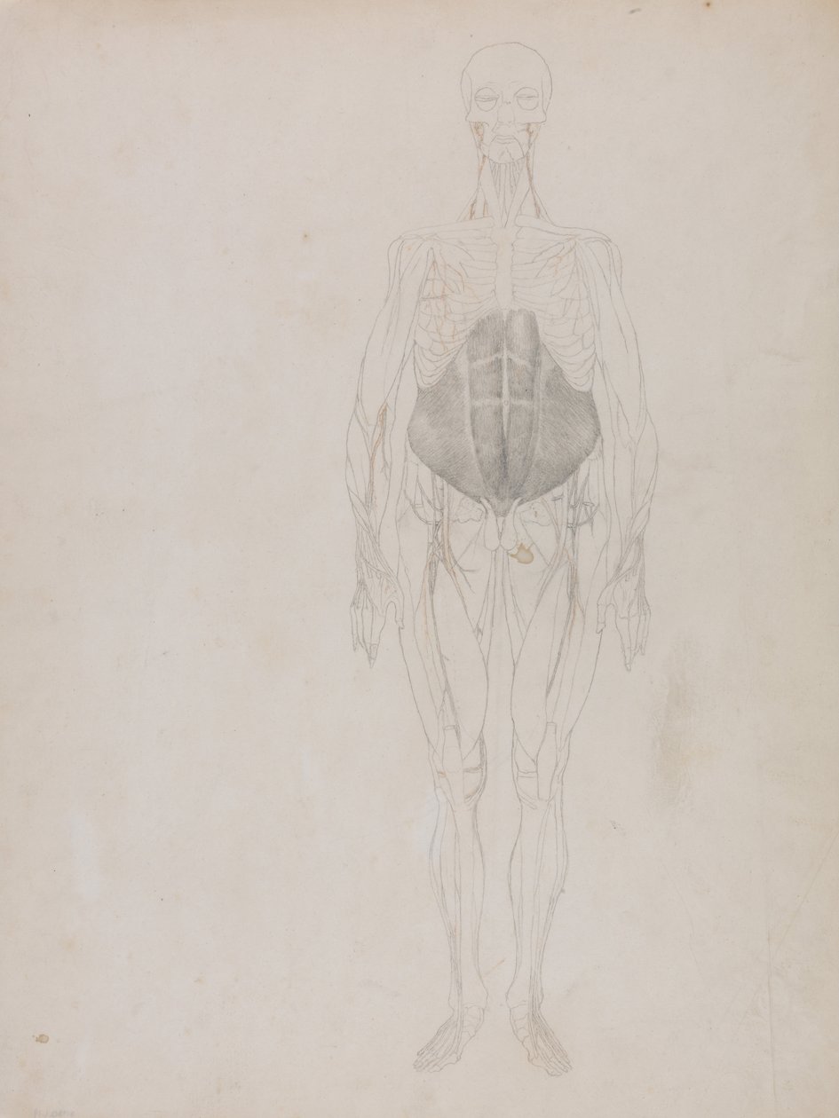 En komparativ anatomisk fremstilling af menneskekroppens struktur med en tigers og en ... af George Stubbs