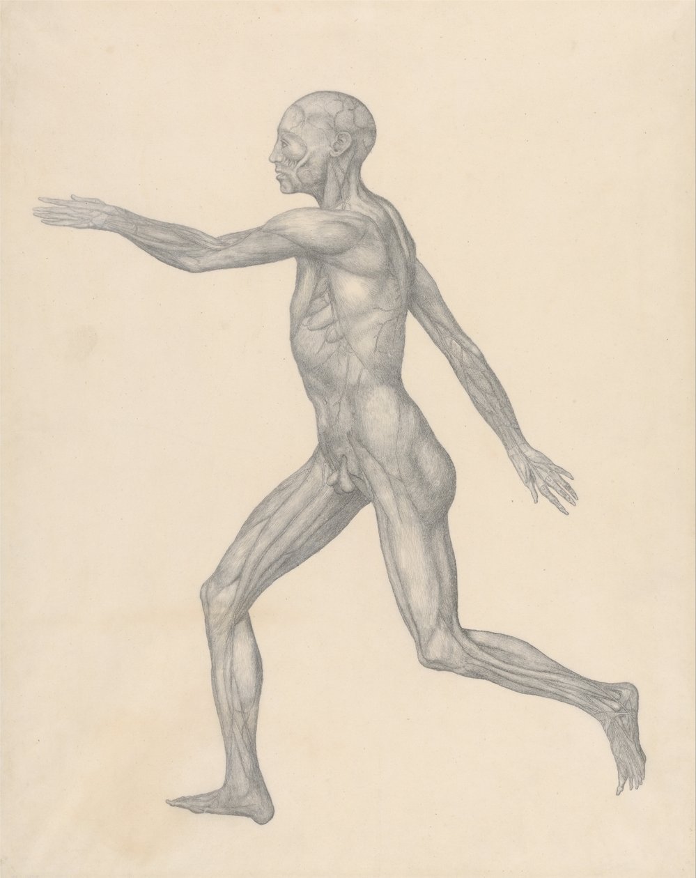 En komparativ anatomisk fremstilling af menneskekroppens struktur med en tigers og en ... af George Stubbs