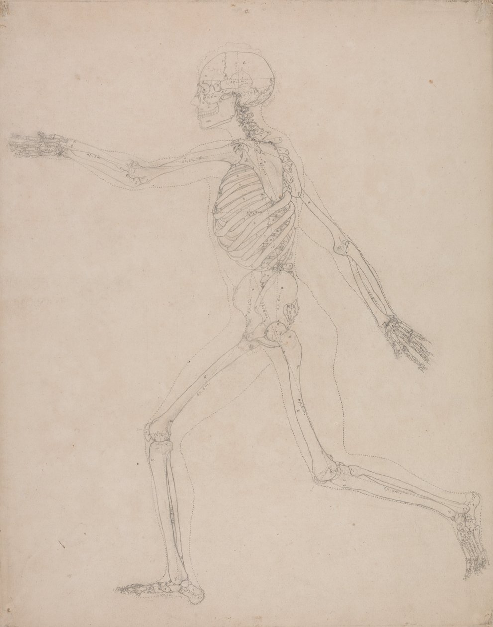 En komparativ anatomisk fremstilling af menneskekroppens struktur med en tiger og en ... af George Stubbs