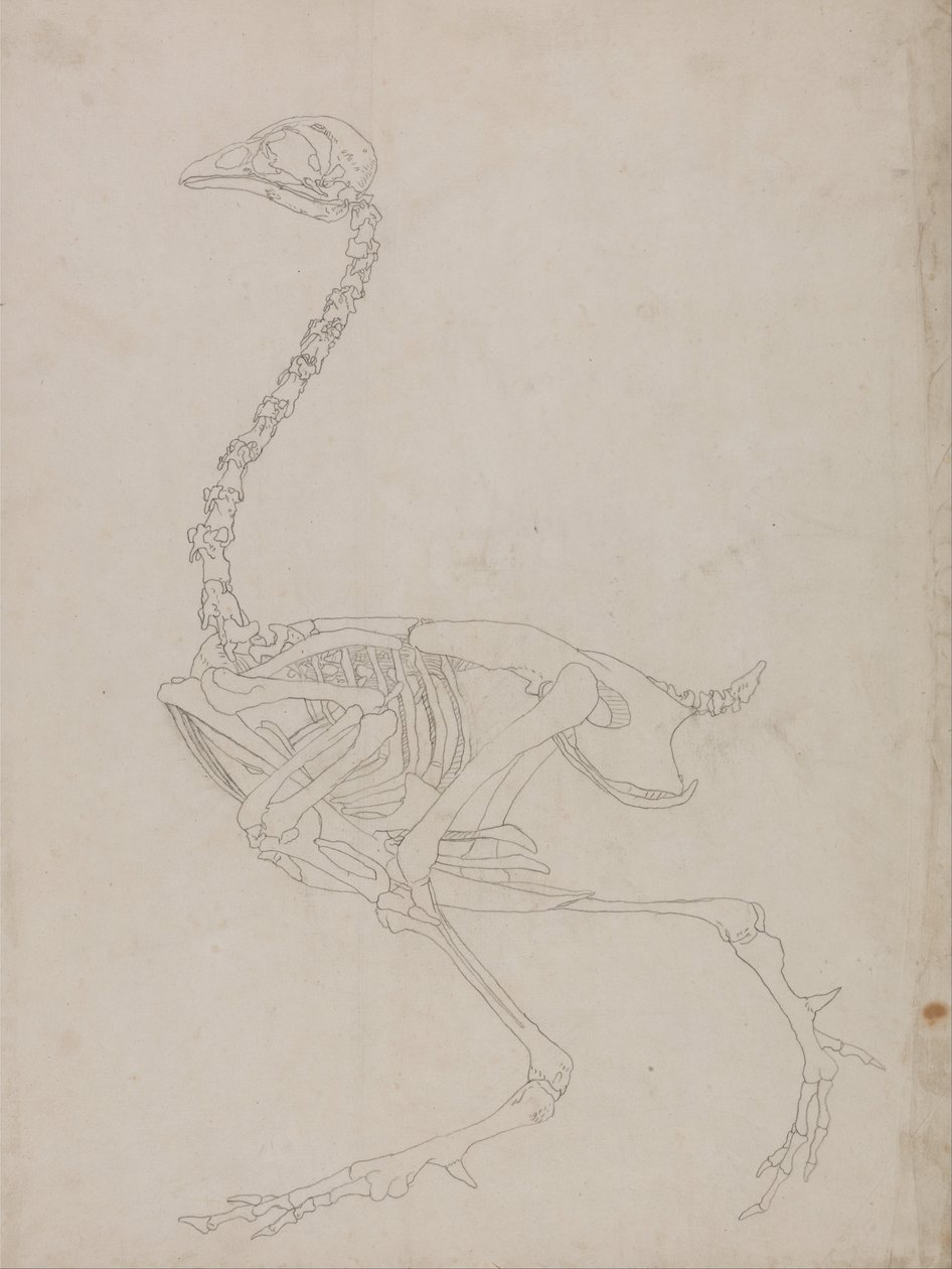 En komparativ anatomisk fremstilling af menneskekroppens struktur med en tiger og en ... af George Stubbs