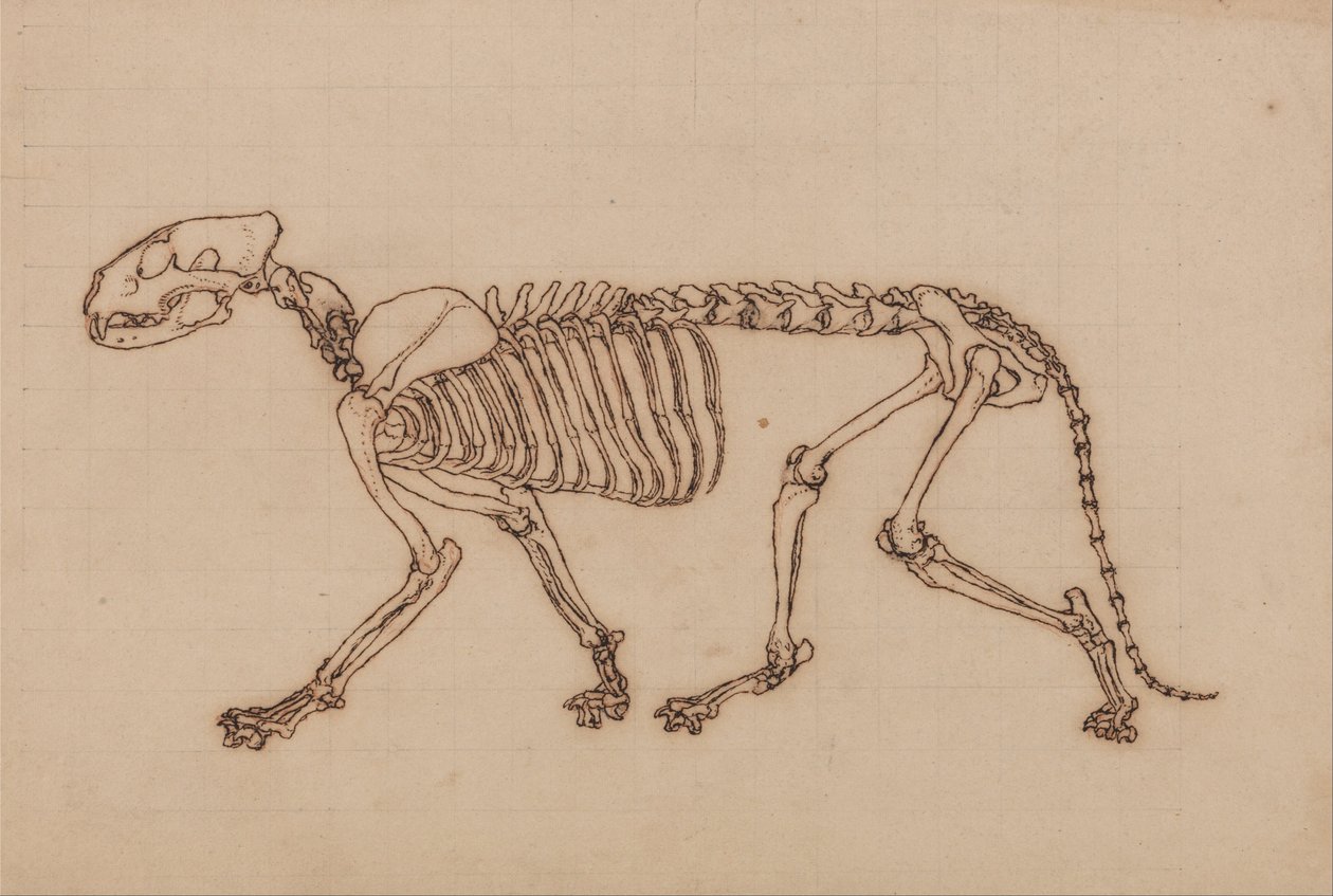 En komparativ anatomisk fremstilling af menneskekroppens struktur med en tiger og en ... af George Stubbs