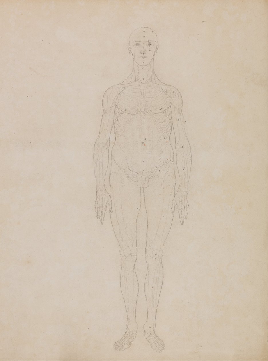 En komparativ anatomisk fremstilling af menneskekroppens struktur med en tiger og en ... af George Stubbs
