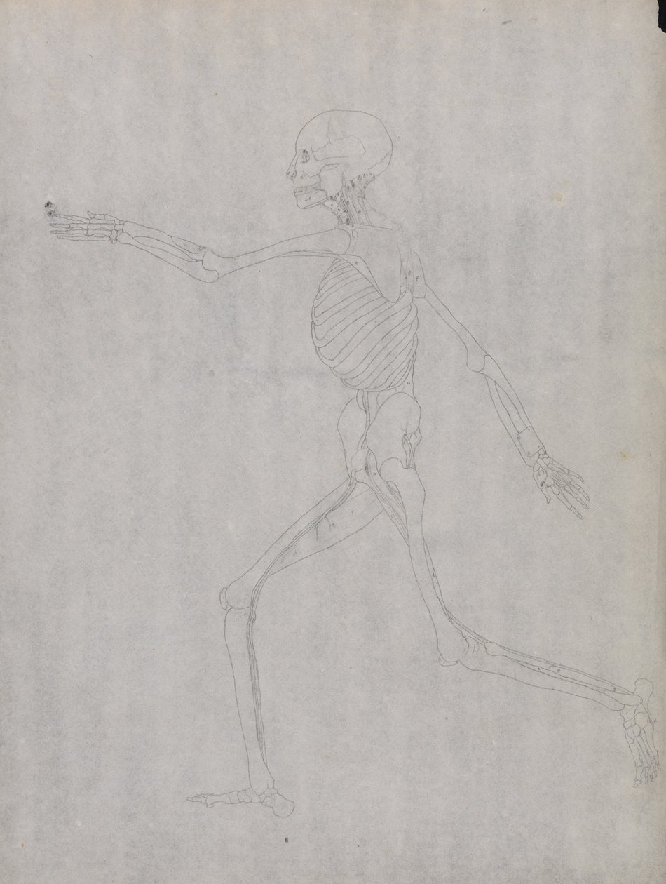 En komparativ anatomisk fremstilling af menneskekroppens struktur med en tiger og en ... af George Stubbs