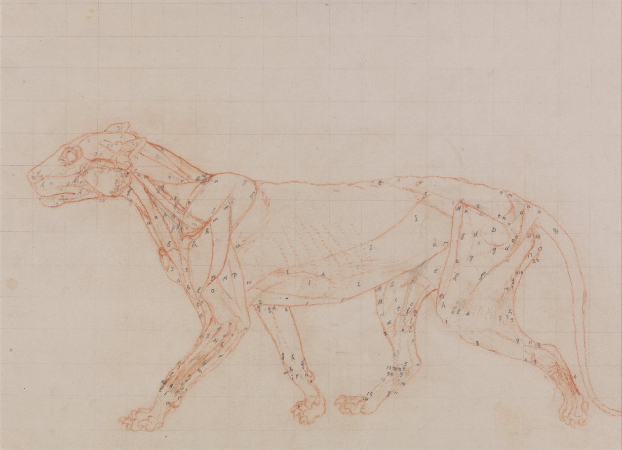 En komparativ anatomisk fremstilling af menneskekroppens struktur med en tiger og en ... af George Stubbs