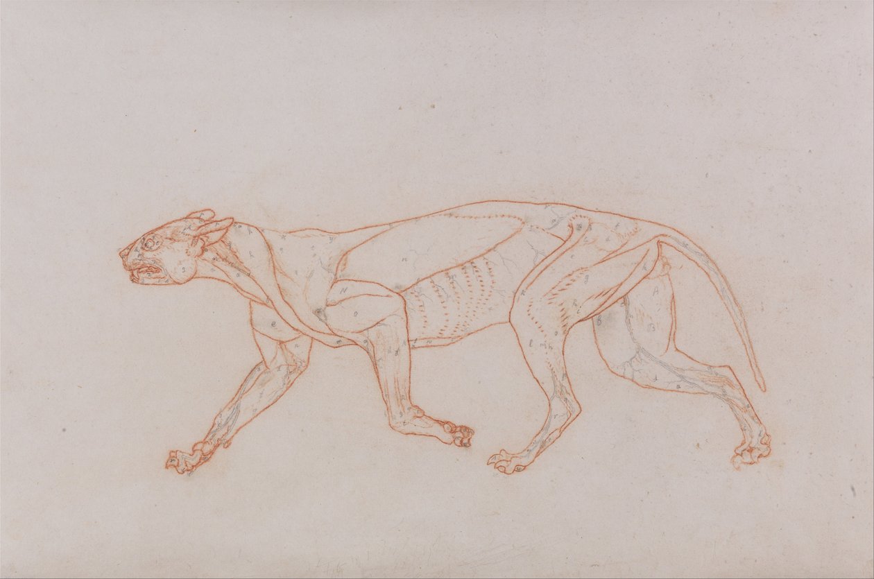 En komparativ anatomisk fremstilling af menneskekroppens struktur med en tiger og en ... af George Stubbs