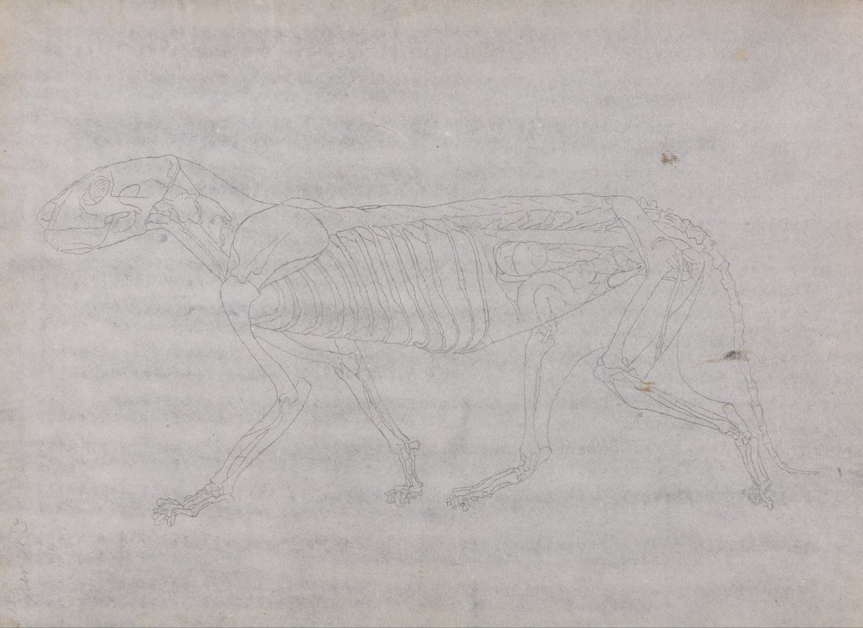 En komparativ anatomisk fremstilling af menneskekroppens struktur med en tiger og en ... af George Stubbs