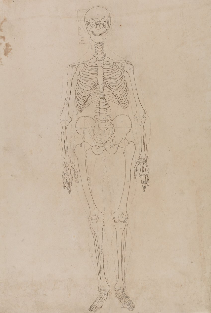 En komparativ anatomisk fremstilling af menneskekroppens struktur med en tiger og en ... af George Stubbs