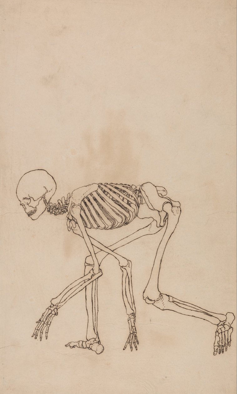 En komparativ anatomisk fremstilling af menneskekroppens struktur med en tiger og en ... af George Stubbs